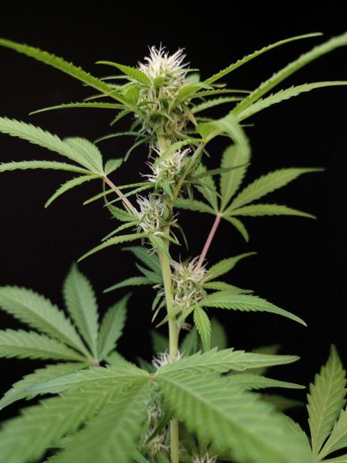 G.s.c auto 3. Week 1