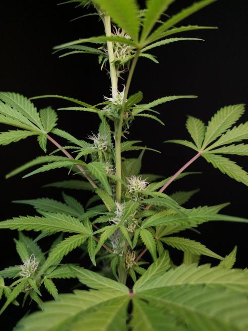 G.s.c auto 3. Week 1