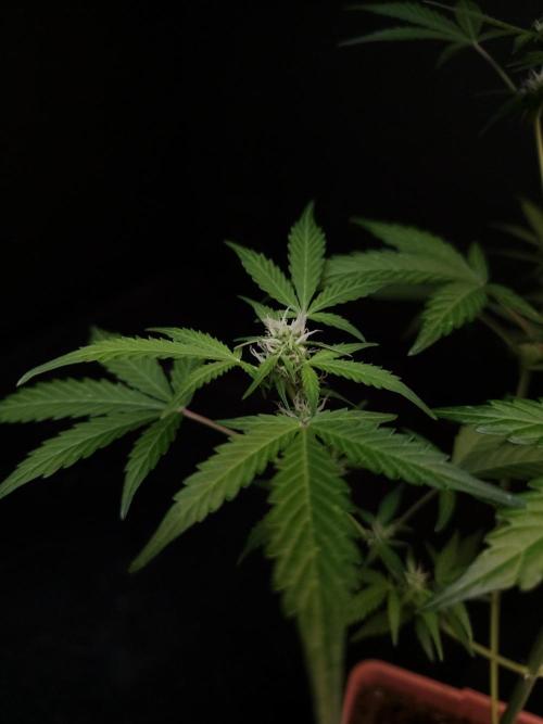 G.s.c auto 3. Week 1