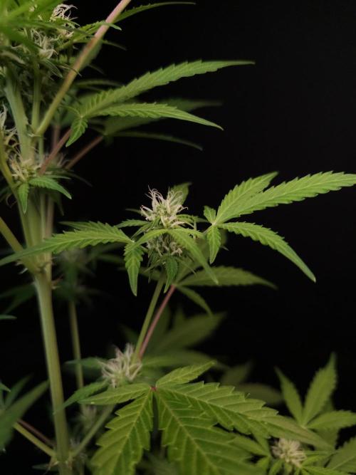 G.s.c auto 3. Week 1