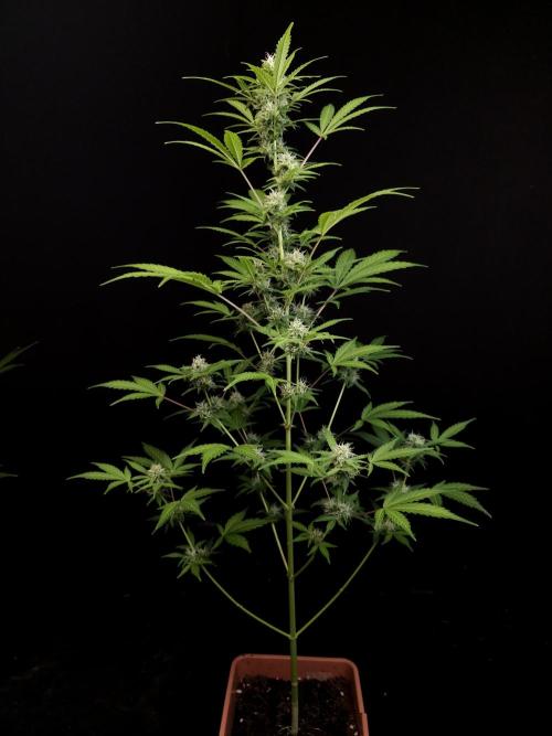 G.s.c auto 3. Week 2