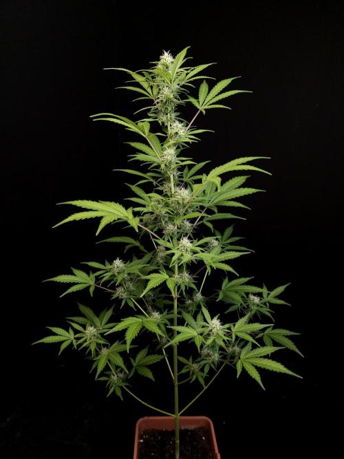 G.s.c auto 3. Week 2