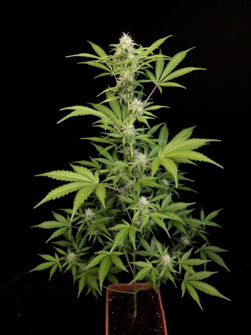 G.s.c auto 3. Week 2