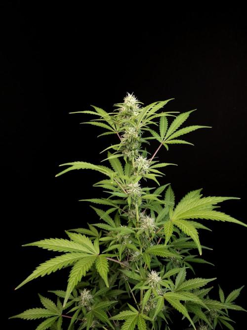 G.s.c auto 3. Week 2