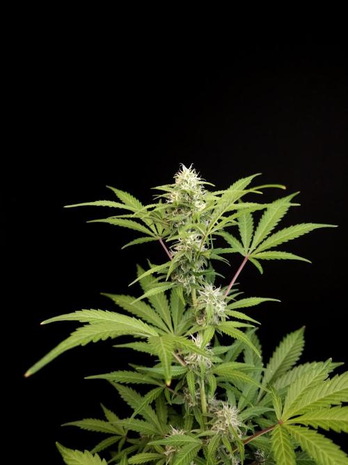 G.s.c auto 3. Week 2
