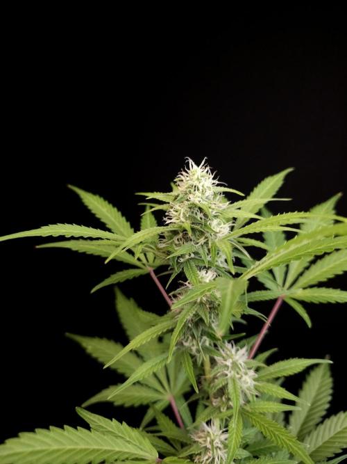 G.s.c auto 3. Week 2