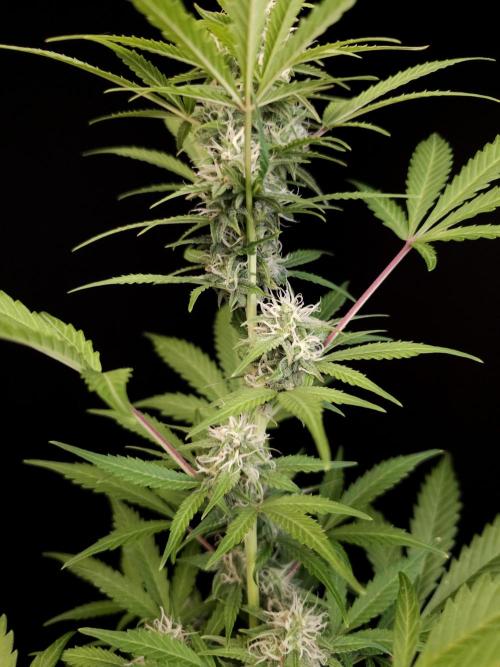 G.s.c auto 3. Week 2