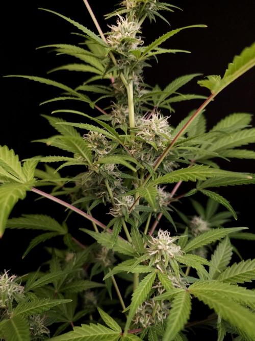 G.s.c auto 3. Week 2