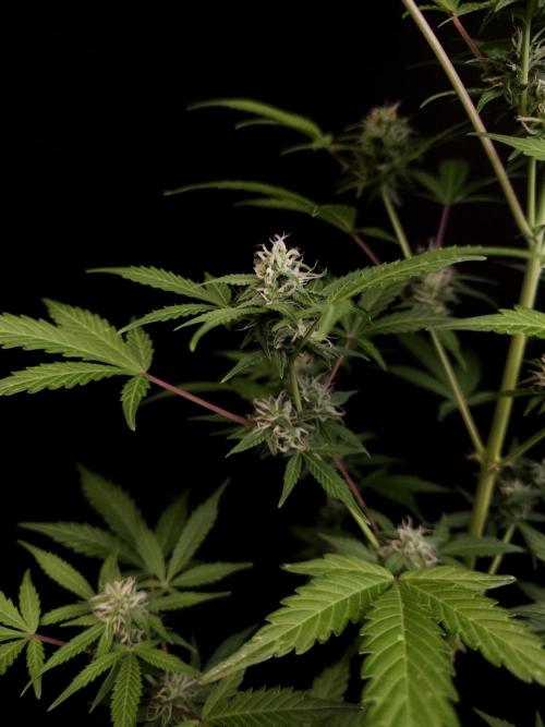 G.s.c auto 3. Week 2