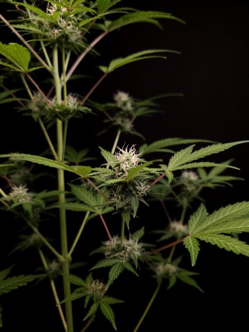 G.s.c auto 3. Week 2