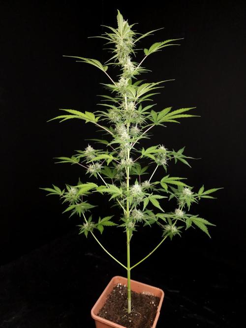 G.s.c auto 3. Week 3