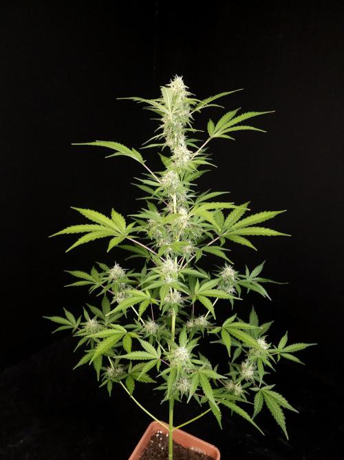 G.s.c auto 3. Week 3