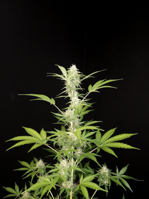 G.s.c auto 3. Week 3