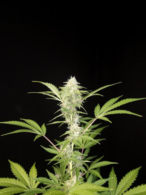G.s.c auto 3. Week 3