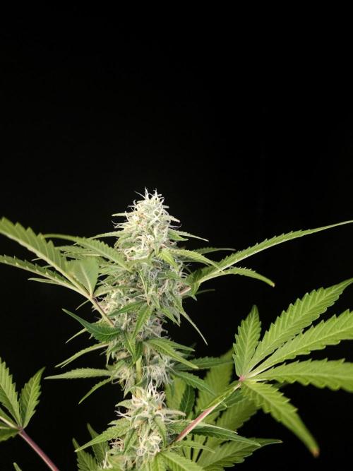 G.s.c auto 3. Week 3
