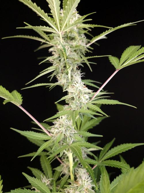 G.s.c auto 3. Week 3