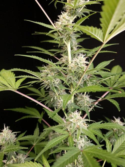 G.s.c auto 3. Week 3