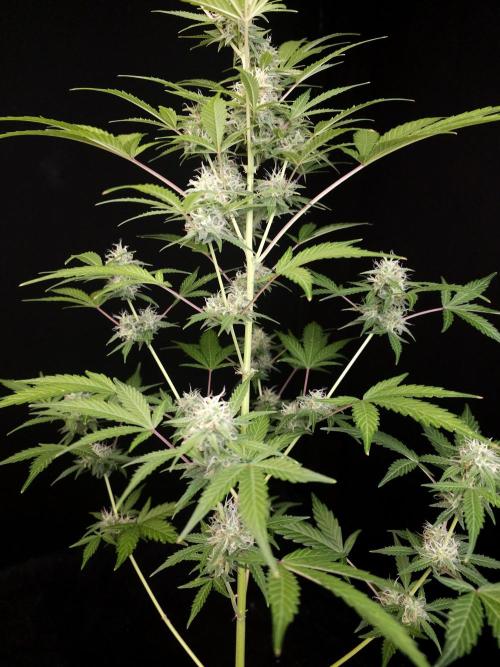 G.s.c auto 3. Week 3