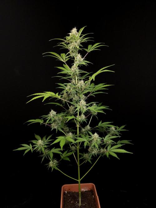 G.s.c auto 3. Week 4