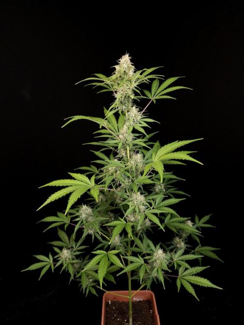 G.s.c auto 3. Week 4