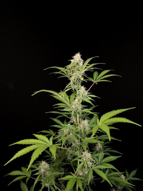 G.s.c auto 3. Week 4