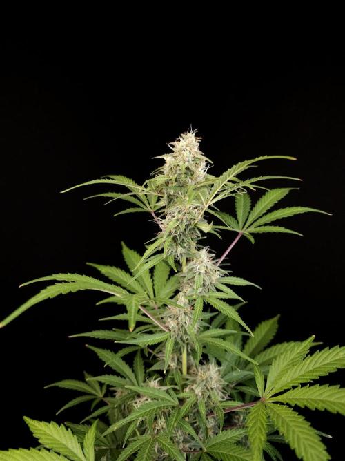 G.s.c auto 3. Week 4