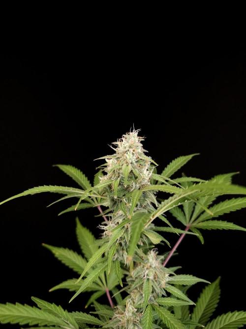 G.s.c auto 3. Week 4