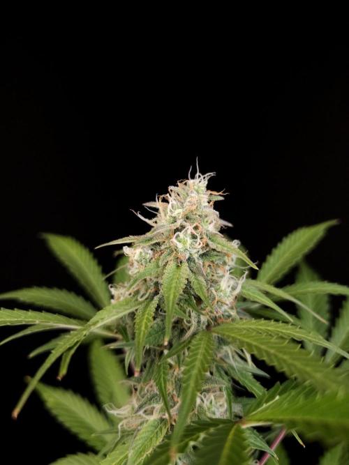 G.s.c auto 3. Week 4