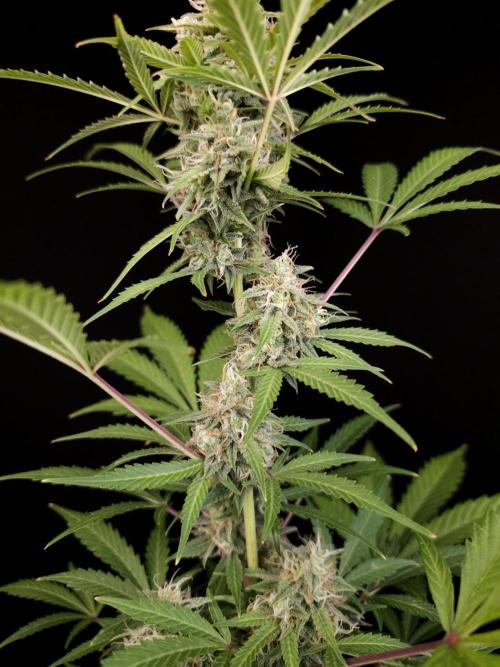 G.s.c auto 3. Week 4
