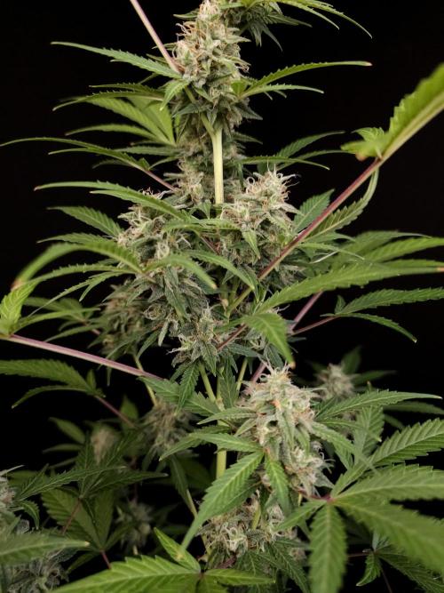 G.s.c auto 3. Week 4