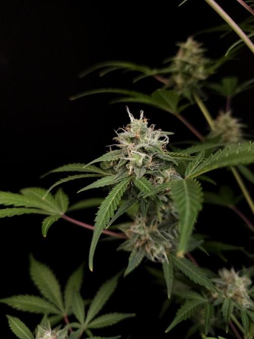 G.s.c auto 3. Week 4