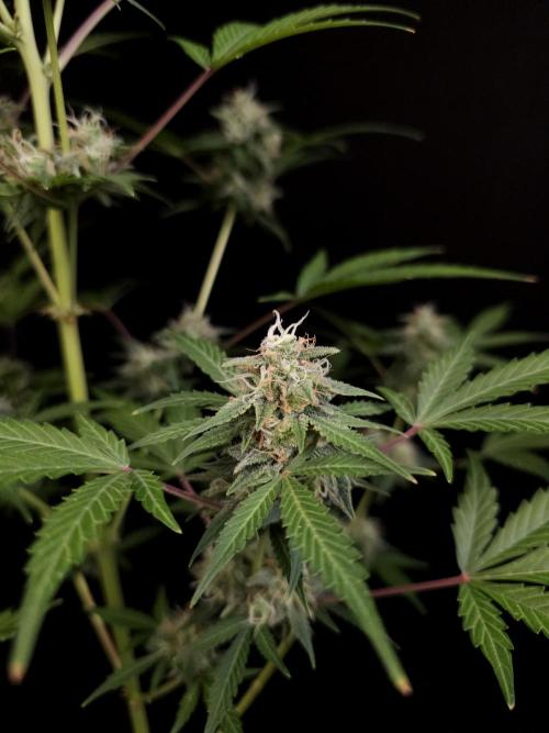 G.s.c auto 3. Week 4