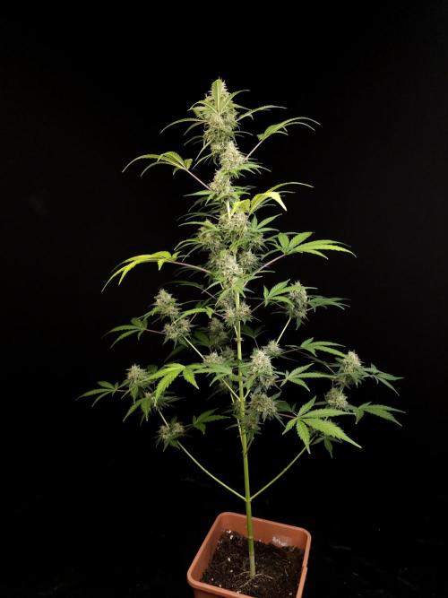 G.s.c auto 3. Week 5