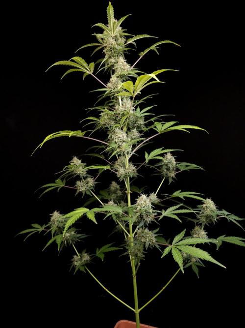 G.s.c auto 3. Week 5