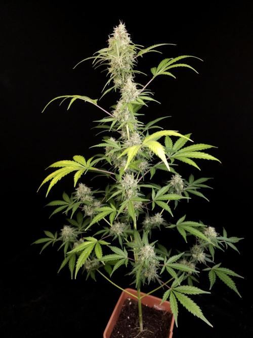 G.s.c auto 3. Week 5