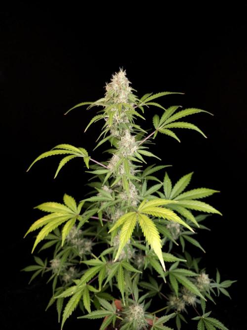 G.s.c auto 3. Week 5