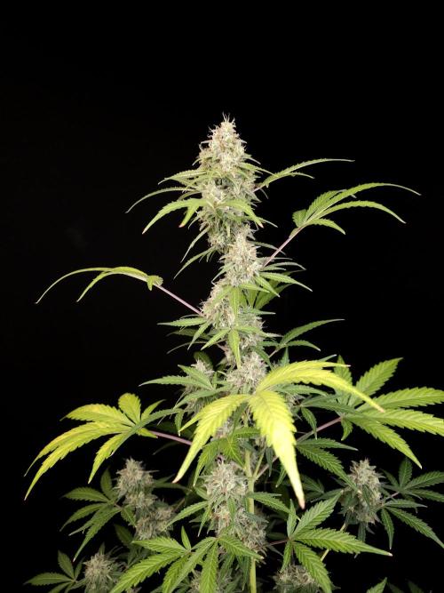 G.s.c auto 3. Week 5