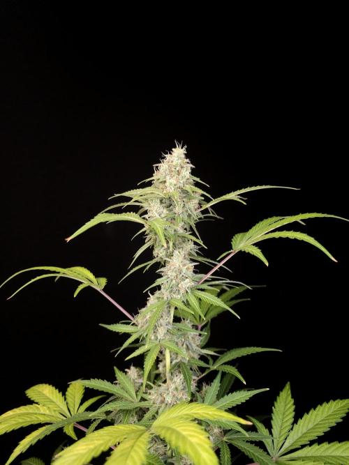 G.s.c auto 3. Week 5