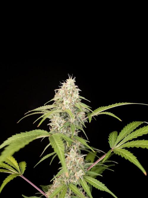 G.s.c auto 3. Week 5