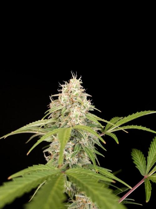 G.s.c auto 3. Week 5