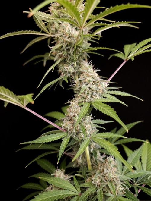 G.s.c auto 3. Week 5