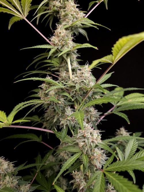 G.s.c auto 3. Week 5