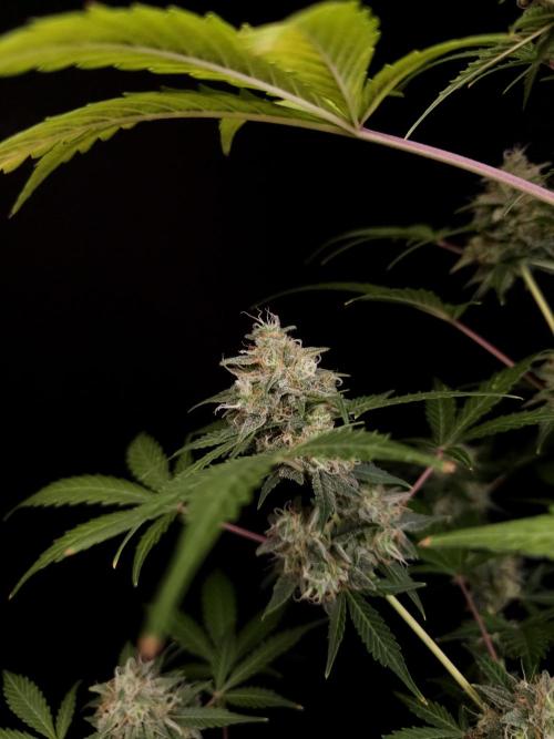 G.s.c auto 3. Week 5