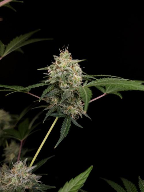 G.s.c auto 3. Week 5