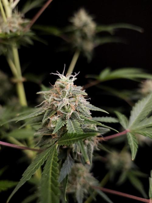 G.s.c auto 3. Week 5