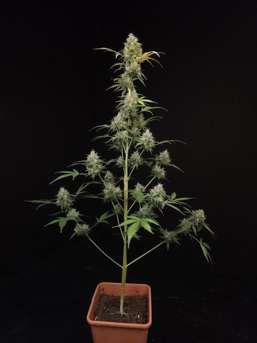 G.s.c auto 3. Week 6