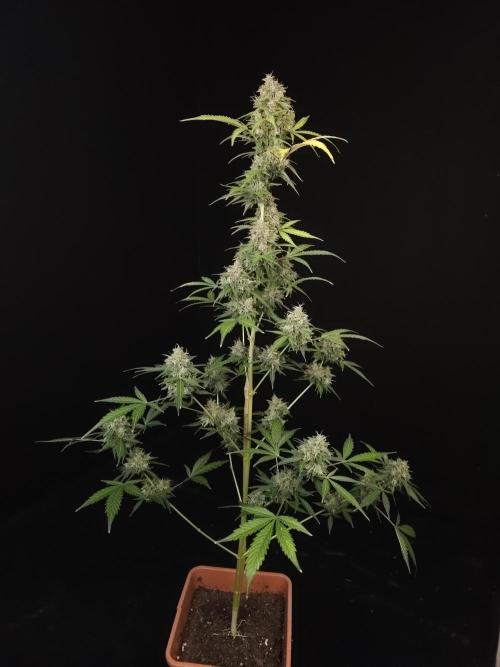 G.s.c auto 3. Week 6