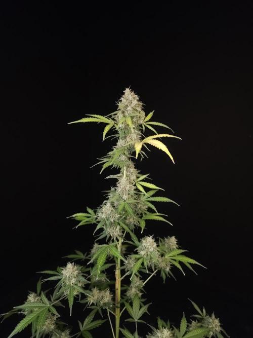 G.s.c auto 3. Week 6