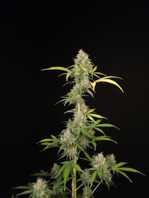 G.s.c auto 3. Week 6