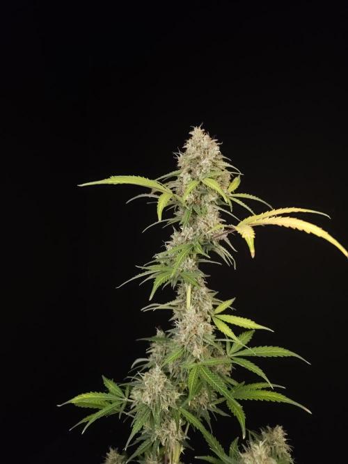G.s.c auto 3. Week 6